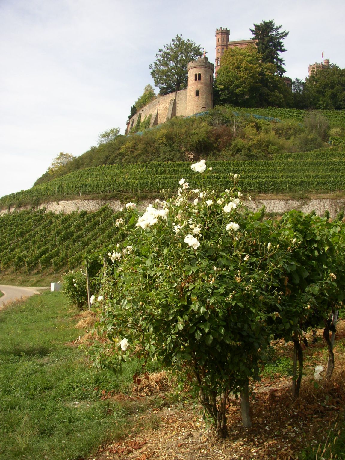 Ortenberger Schlossberg — Heimat des Weinguts Kiefer
